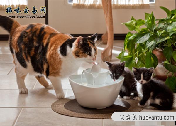 猫咪多少钱？宠物猫价格会不会上涨？