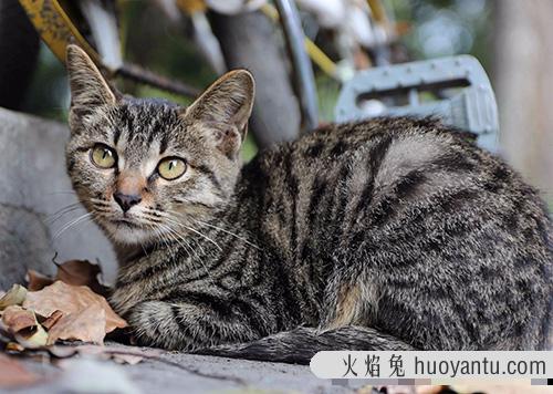 成年纯种波斯猫价格为什么比幼年波斯猫价格便宜？