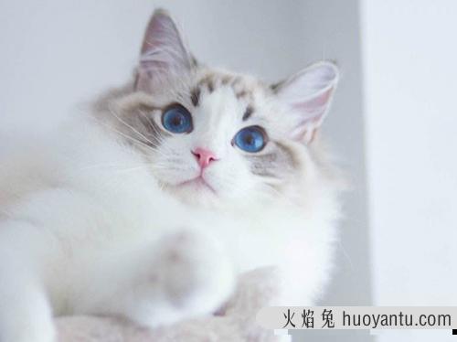 英国短毛猫价格这么贵？谁知道猫咪行情怎么样？