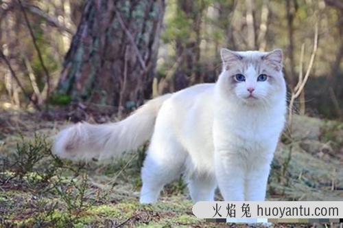 宠物猫行情：英国短毛猫价格为什么那么贵？