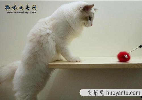 宠物猫去宠物医院治疗绝对安全吗？