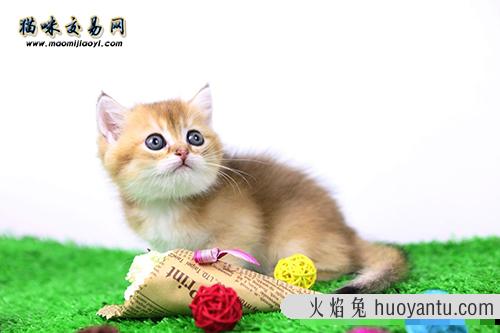 北京纯种德文卷毛猫价格多少钱？