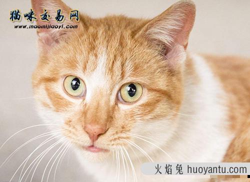 宠物猫到底怎么了铲屎官因何而起？