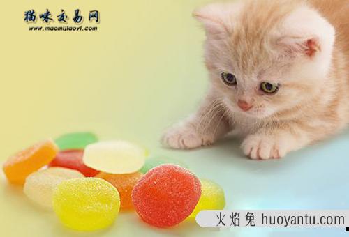 布偶猫价钱太贵？3个技巧辨别宠物猫品种真假！