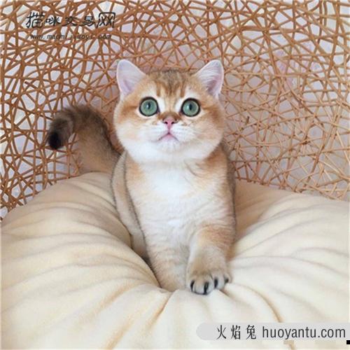 猫咪晚上乱叫是什么原因呢？