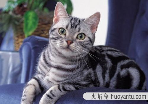 美国短毛猫:如何正确的训练宠物猫？