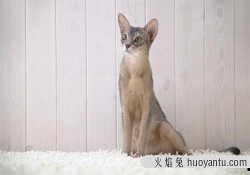 阿比西尼亚猫价格多少？阿比西尼亚猫该怎么挑选？