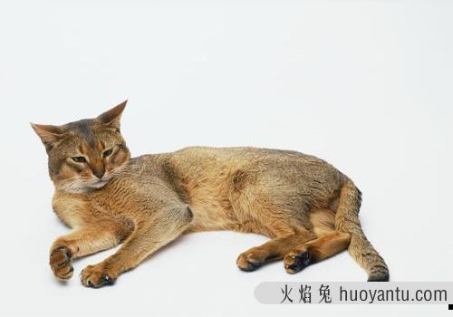 阿比西尼亚猫价格多少？阿比西尼亚猫该怎么挑选？