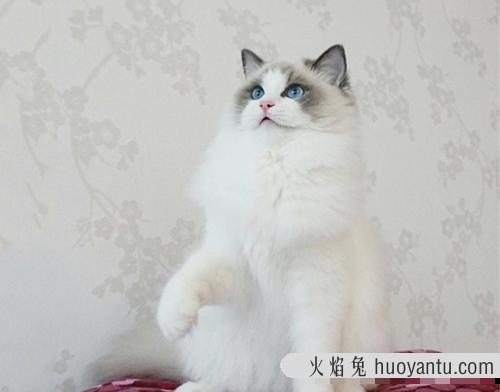 给布偶猫吃什么猫粮合适？