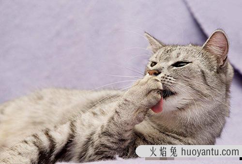 猫咪尾巴为什么不能碰？