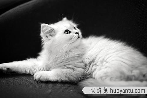 怎么养好一只金吉拉猫？