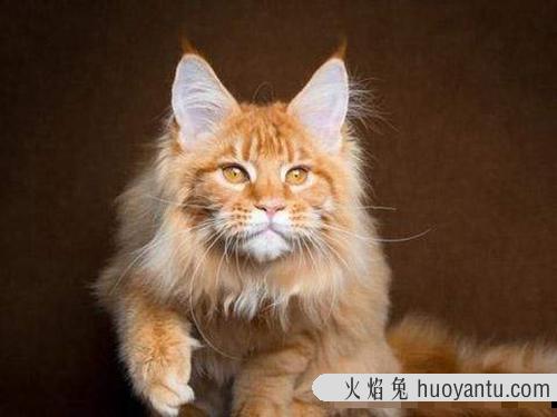 缅因猫怎么养？缅因猫饲养方法大全