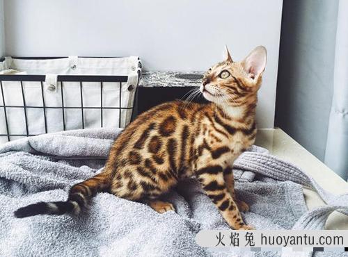 孟加拉豹猫应该怎么养？孟加拉豹猫价格行情？