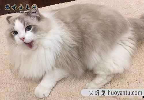 训练布偶猫选择时机很重要