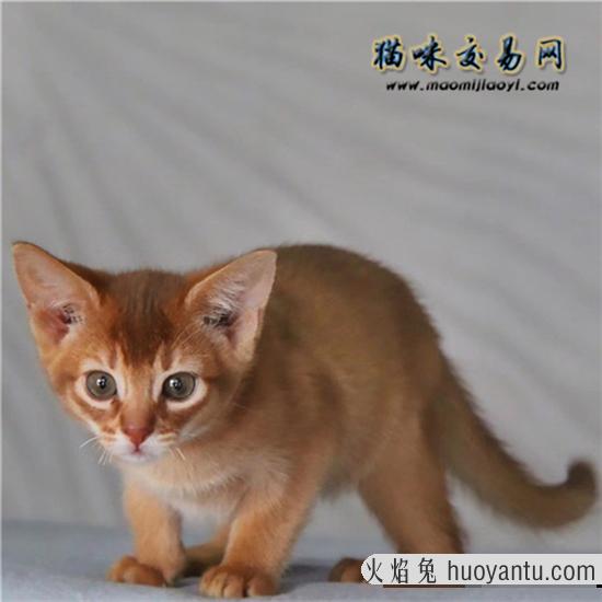 阿比西尼亚猫吃什么猫粮最好？