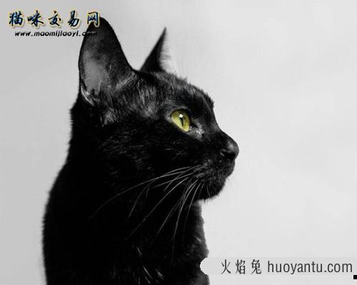 怎么区分孟买猫与黑猫？孟买猫怎么看纯不纯？