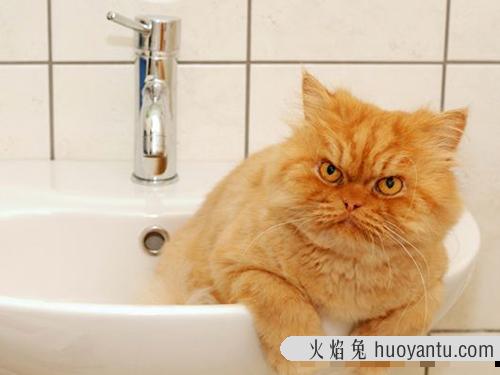 谁说猫猫不爱洗澡的？第一次给波斯猫洗澡超省心