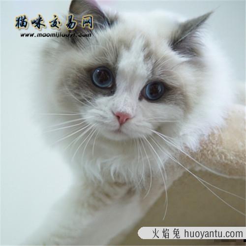 为什么叫布偶猫？主人必知小常识