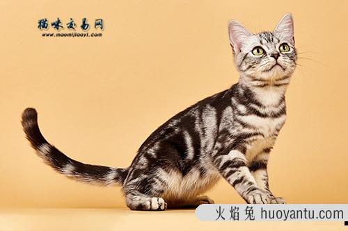 波斯猫来自哪个国家？波斯猫该怎么养？