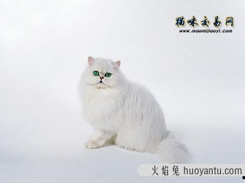 四个月的小猫可以吃猫罐头吗？