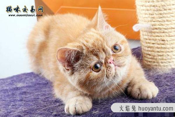 加菲猫好养么？加菲猫吃什么才能长胖？