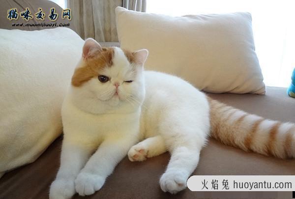 加菲猫好养么？加菲猫吃什么才能长胖？