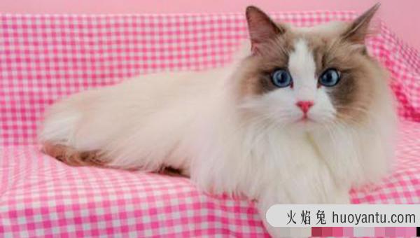 猫为什么喜欢吃鱼？背后的真相你都清楚吗？