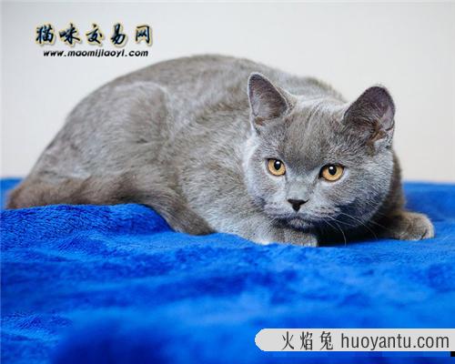 英国短毛猫应该怎么养？