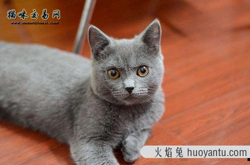 第一次养猫不知道怎么挑选英国短毛猫？告诉你答案