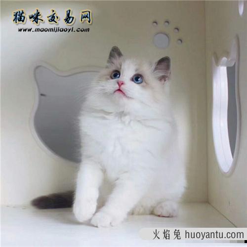 经过一番调查才知道，原来这几种宠物猫最受欢迎