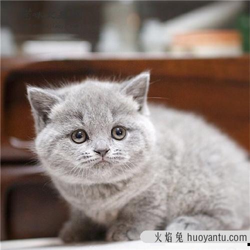 英短蓝猫对主人忠诚吗? 英短蓝猫寿命有多长?