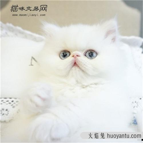 饲养一只波斯猫的好处优雅而不失高贵