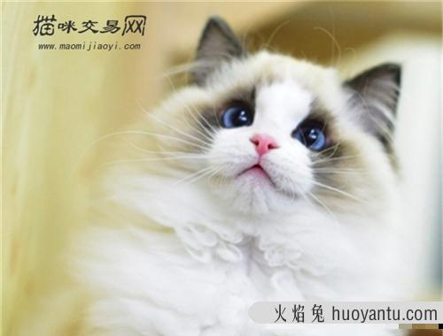 猫咪向你眨眼睛说明了什么? 在向你暗示什么?