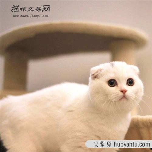 什么猫才是真正的苏格兰折耳猫?  如何辨别折耳猫是否纯种?