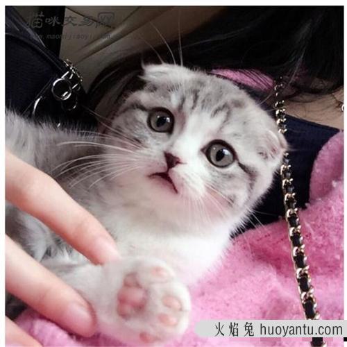 饲养一只苏格兰折耳猫应该给它吃什么好? 养折耳猫要注意哪些事项?