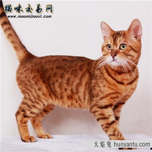 孟加拉豹猫个性温和  在挑选孟加拉豹猫时要注意哪些要点?