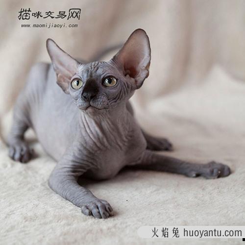 加拿大无毛猫这么贵，好养么？ 饲养起来是一种怎样的体验？