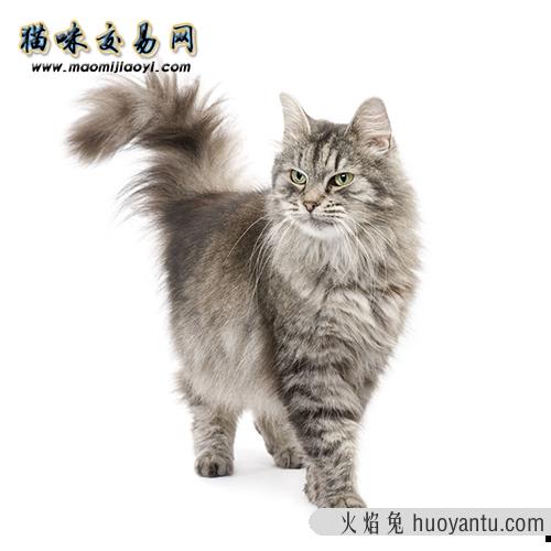 缅因猫喜欢吃什么 饲养一只缅因猫有哪些注意事项