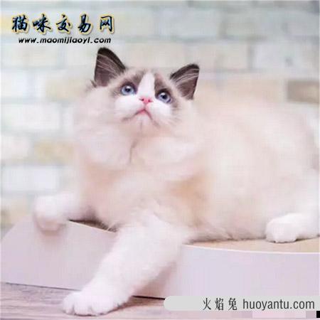 上海布偶猫好可爱   你家里有只么？