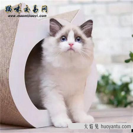 上海布偶猫好可爱   你家里有只么？