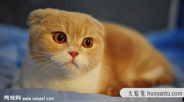 什么猫咪最受欢迎，来看看十大最受欢迎的宠物猫！