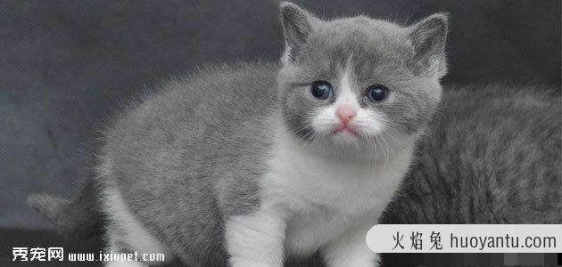 什么猫咪最受欢迎，来看看十大最受欢迎的宠物猫！