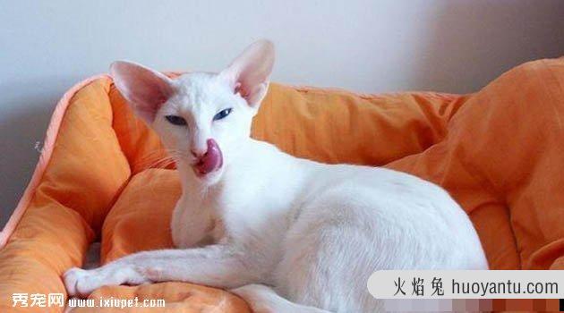 东方短毛猫外形特征_性格特点_饲养方法【图】