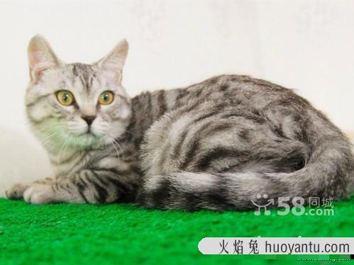 鱼骨纹和虎斑纹区别 鱼骨纹虎斑猫对比照