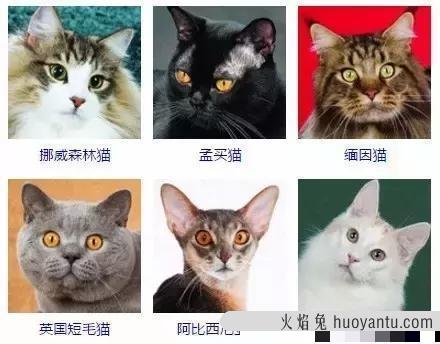 猫咪的种类大全 十大新手最好养的猫