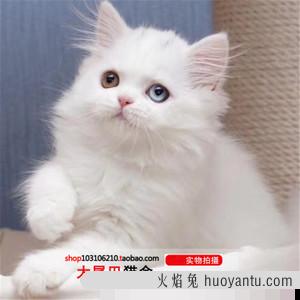 纯白高地长毛猫 高地立耳猫会发病吗