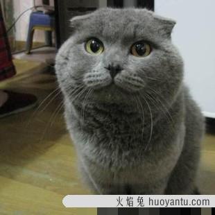 折耳蓝猫有病谣言 折耳猫一生不发病有吗