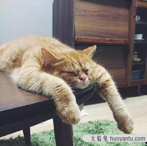 猫咪虚弱无力一直趴着 猫咪突然浑身无力瘫软