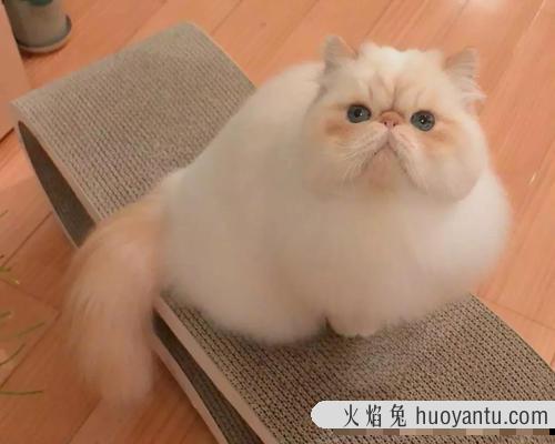 猫缩成一团是什么意思 猫咪躺着翻来翻去