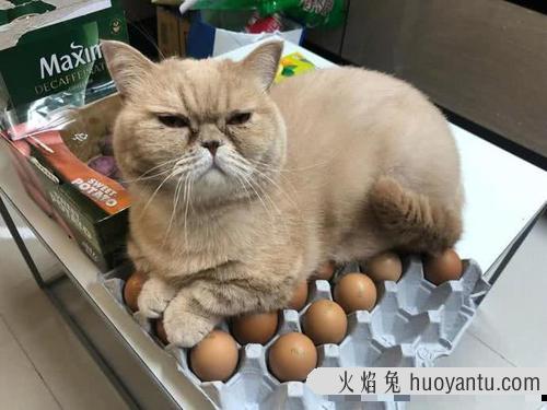 猫把自己缩成一团 猫睡觉团成一团